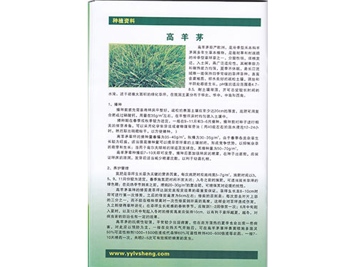 高羊茅種植資料